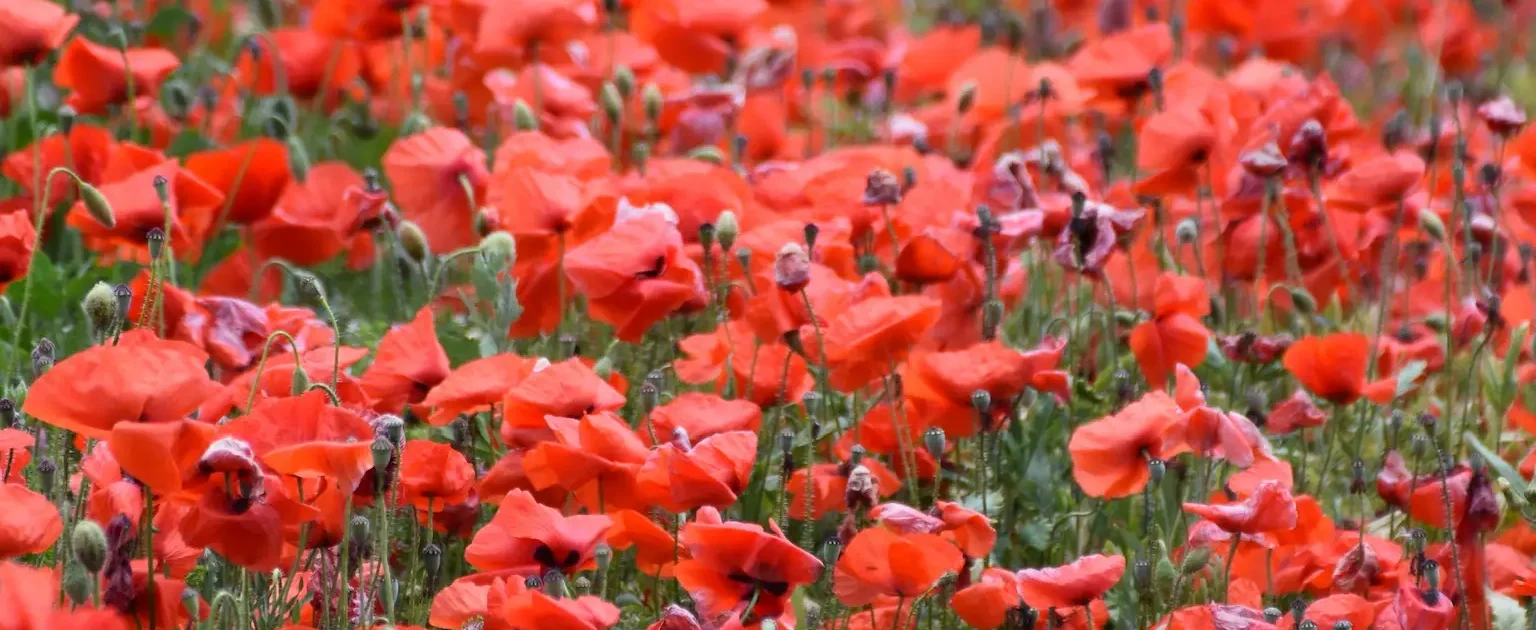 Red Poppies in Formentera