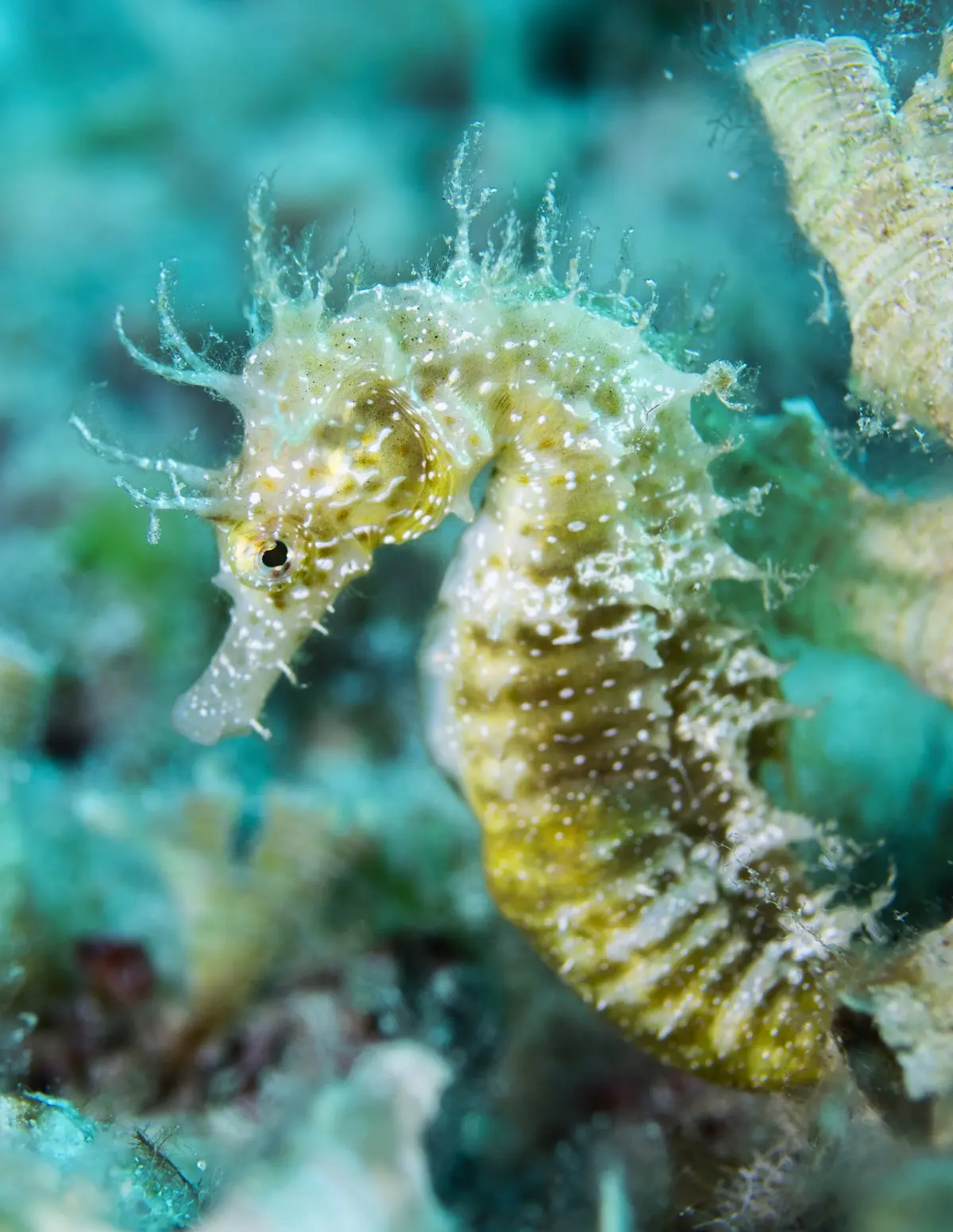 Seahorse Encounter While Diving in Formentera