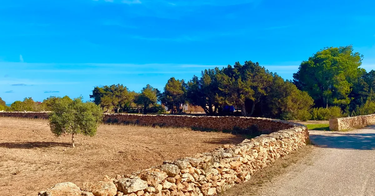 Dry stone walls and farmland in rural Formentera countryside under a clear blue sky